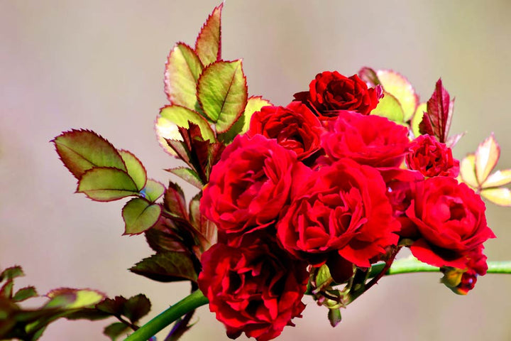 Rose Painting