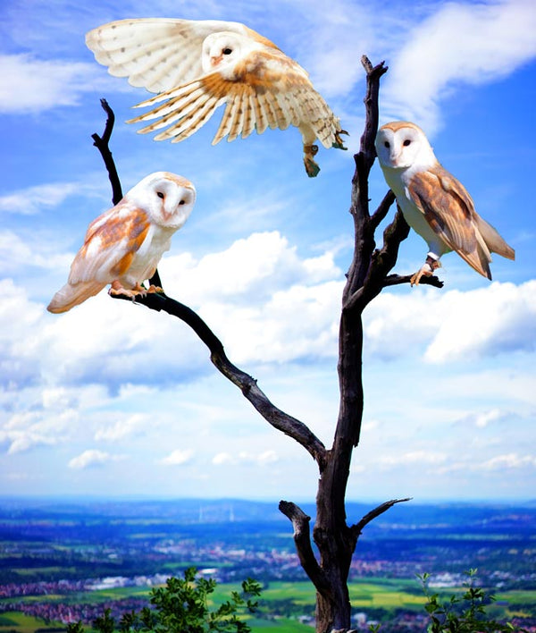 Owl Painting