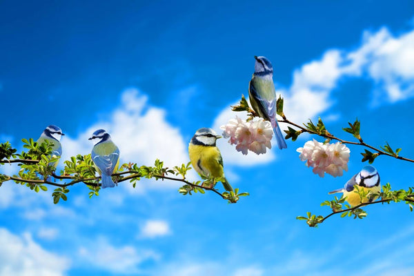 Bird And Sky Painting
