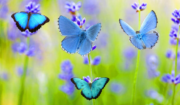 Blue Butterfly Painting