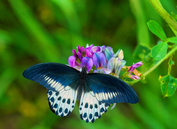 Butterfly On Flower Painting