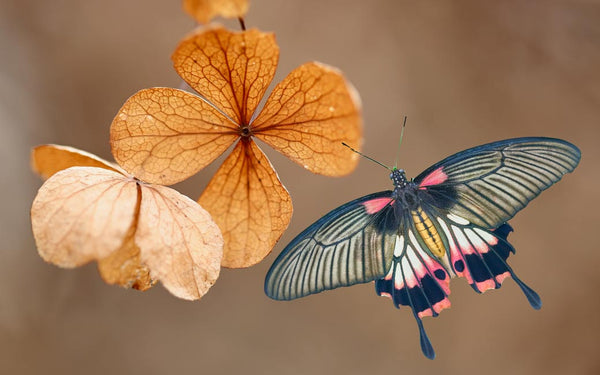  Butterfly & leaves Painting