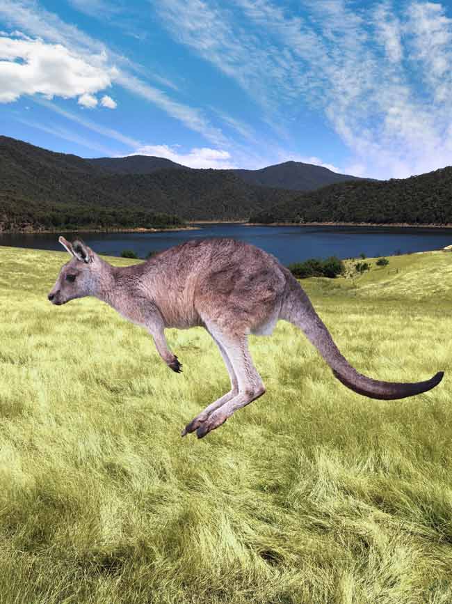 kangaroo Painting