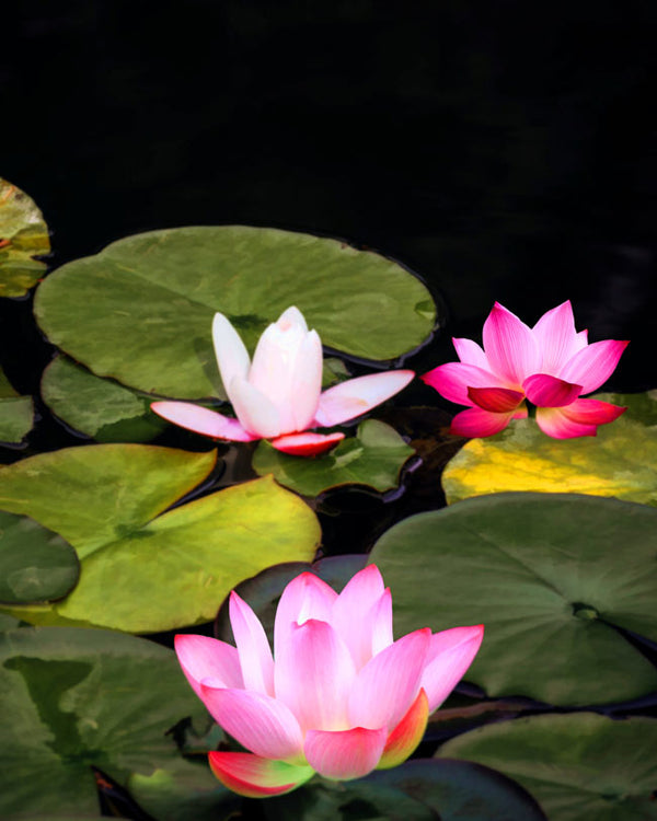 Pink Lily Flower Painting