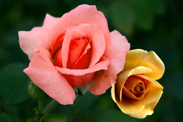 Pink And Yellow Rose Painting