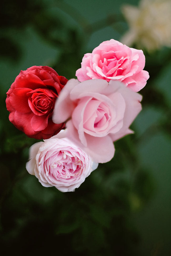 Pink And Red Rose Flower Painting