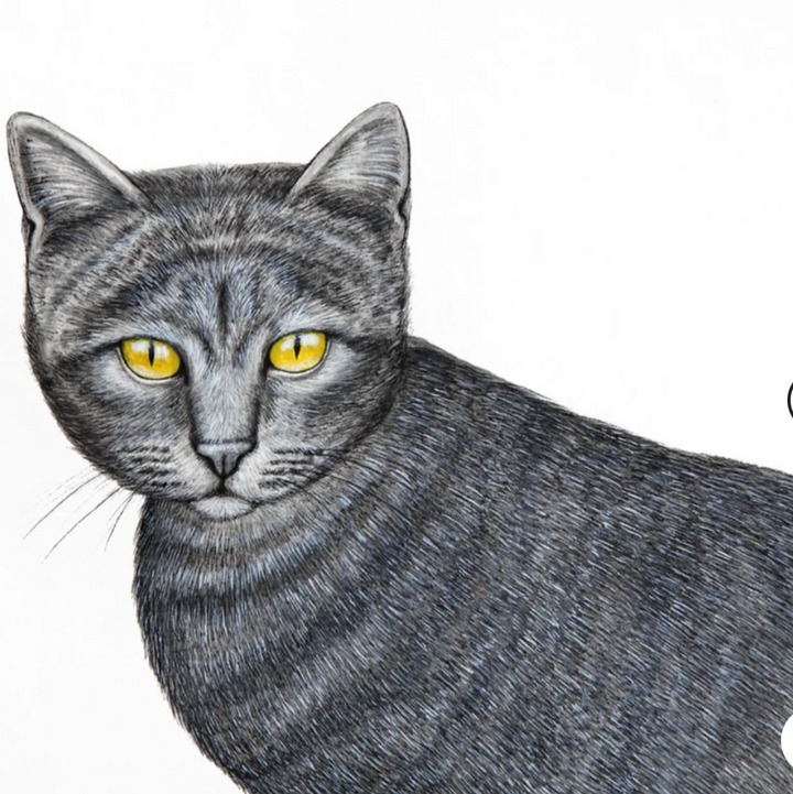 Pencil Painting 